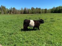 Black belted Galloway Färse mit Rotfaktor Bio Bayern - Glonn Vorschau