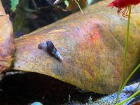 Schwarze Turmdeckelschnecke (10Stk.) - Melanoides maculata Sachsen-Anhalt - Bernburg (Saale) Vorschau