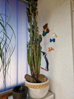 Kaktus mit Übertopf 1,45m hoch Hessen - Kaufungen Vorschau
