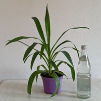 kleine Yucca-Palme Palmlilie - 55 cm hoch Baden-Württemberg - Albstadt Vorschau