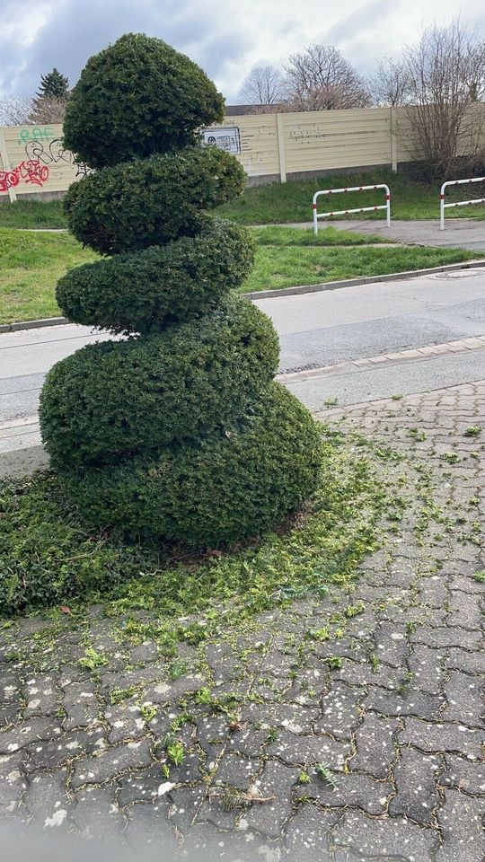 Gartenarbeit Gartenpflege Baumfällung Baumpflege in Laatzen