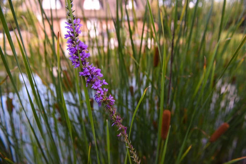 Teiche, Schwimmteiche Gartenteich, Teichbau, Teich in Dahlenburg