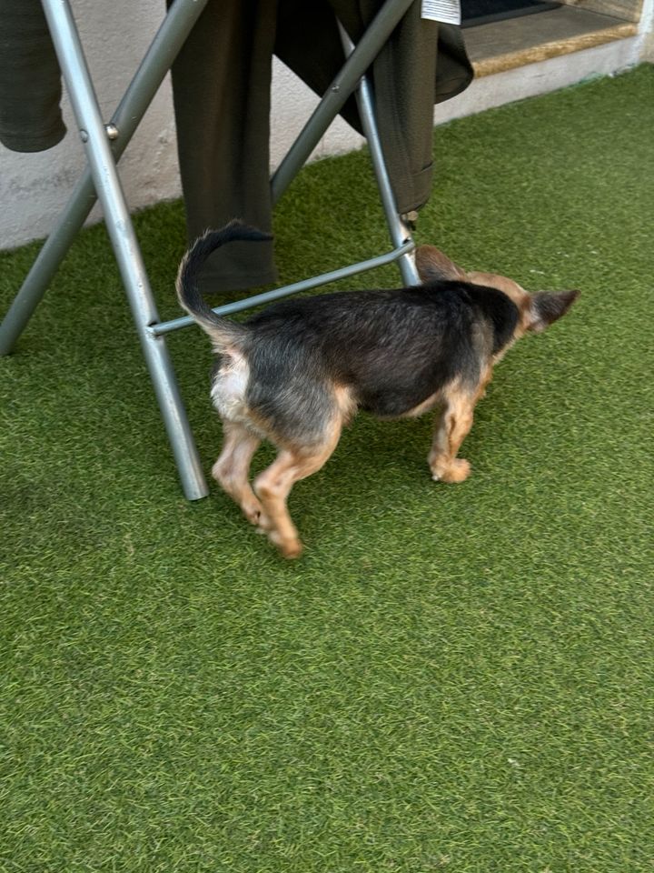 Yorkshire Terrier Mini abzugeben in Lörrach