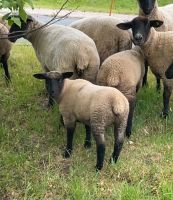 Schafe Lämmer Suffolk Thüringen - Schmoelln Vorschau