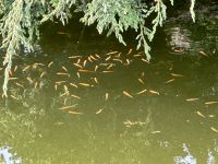 Goldelritzen winterhart Gartenteich Koi Teich Garten Algenfresser Thüringen - Gera Vorschau