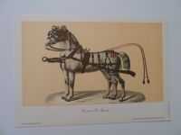 Kunstdruck - Kutschpferde - aus Portugal - 33 x 23 cm, neu Baden-Württemberg - Mannheim Vorschau