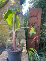 Arisaema fargesii Niedersachsen - Edewecht Vorschau