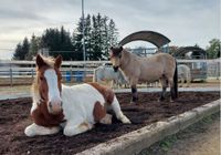 Offenstall für Ponys, Shettys - Einstellplätze frei Bayern - Genderkingen Vorschau