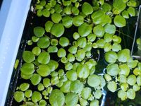 Limnobium laevigatum Froschbiss Schwimmpflanze Aquarium pflanze Hessen - Dietzhölztal Vorschau