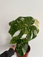 Monstera Thai Con XL (no Alocasia, Philodendron, Anthurium) Bayern - Kempten Vorschau