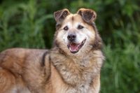 Baikal, ein kluger, gutmütig und ruhiger erwachsener Hundesenior Rheinland-Pfalz - Burrweiler Vorschau