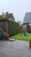 Gartenarbeit, Rollrasen, Heckenschnitt,  Baumfällung etc. Nordrhein-Westfalen - Neuss Vorschau