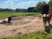 Offenstallplatz/Laufstallplatz für Wallach, Stute,  Shetty Nordrhein-Westfalen - Lindlar Vorschau