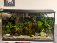 120l Aquarium inkl. Schrank und Fische Bayern - Freyung Vorschau