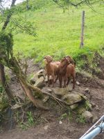 BurenBock Kalahari Red Baden-Württemberg - Durbach Vorschau