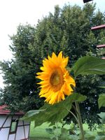 Sonnenblumensamen 20Stk. Baden-Württemberg - Leutkirch im Allgäu Vorschau