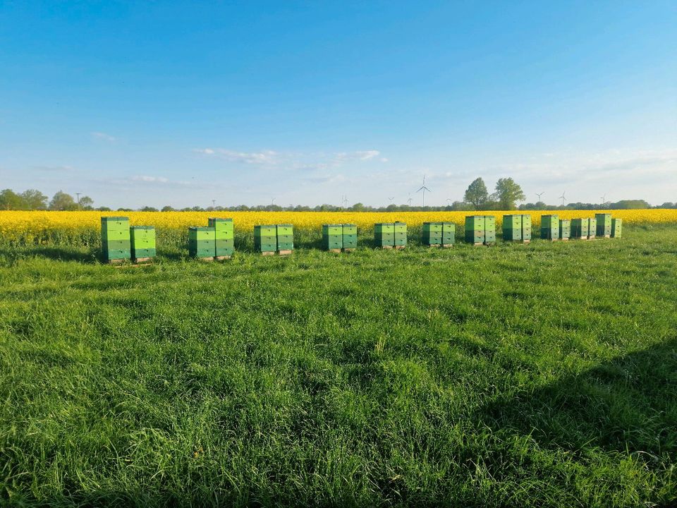 DNM Bienenvölker Ableger Bienen Wirtschaftsvolk Honig Imkerei in Ziegendorf