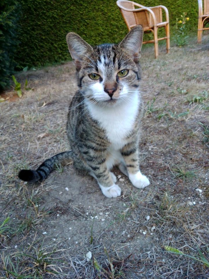 Katze vermisst in Rheine-Gellendorf in Rheine