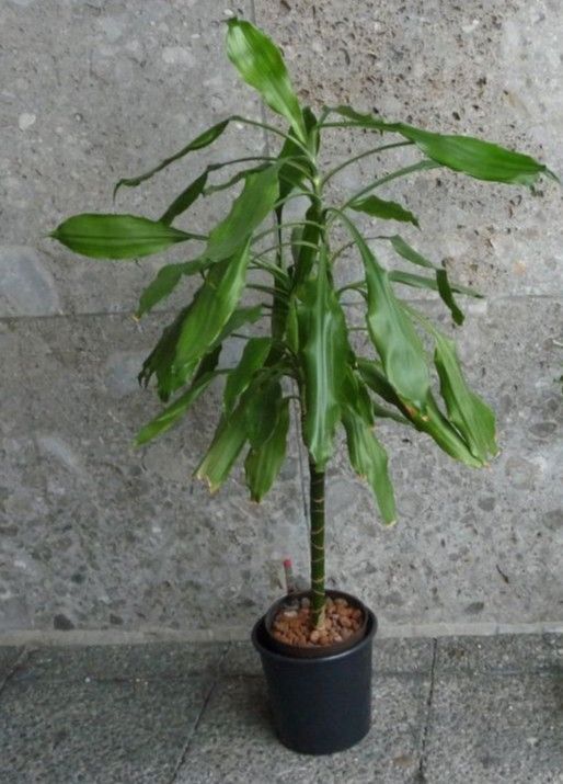 Wohnungspflanze Zimmerpflanze Drachenbaum Palme Hydrokultur in München