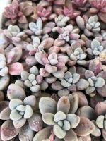 Sukulenten Graptopetalum sp Ellen Bielefeld - Senne Vorschau