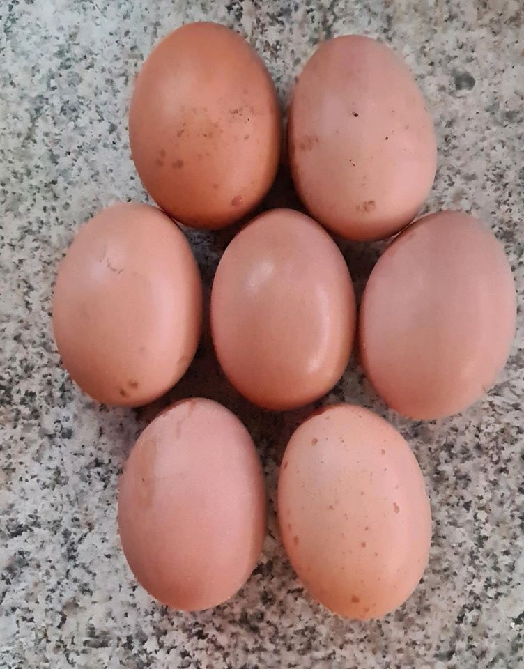 Eier vom Bielefelder Kennhuhn (große Rasse) in Wettin-Löbejün