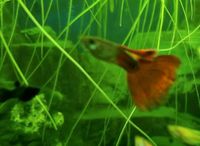 Koi Guppys Aquarium Zierfische Männchen Weibchen Pärchen rot Leipzig - Wiederitzsch Vorschau