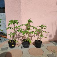 Tomatenpflanzen Baden-Württemberg - Rietheim-Weilheim Vorschau