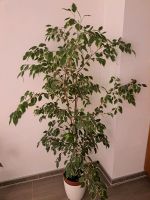 Ficus benjaminii variegata XL Baden-Württemberg - Aitrach Vorschau