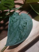Noch 3: Ableger Scindapsus pictus Silvery Ann Efeutute Pflanze Hessen - Marburg Vorschau