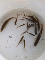 Fische für Gartenteich,  für Schildkröten oä Leipzig - Liebertwolkwitz Vorschau