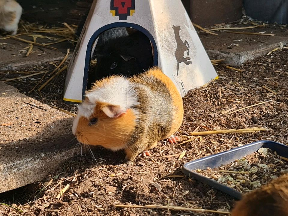 ♡♡♡Besuche auf unserer Meerschweinchen Farm♡♡♡ in Erftstadt