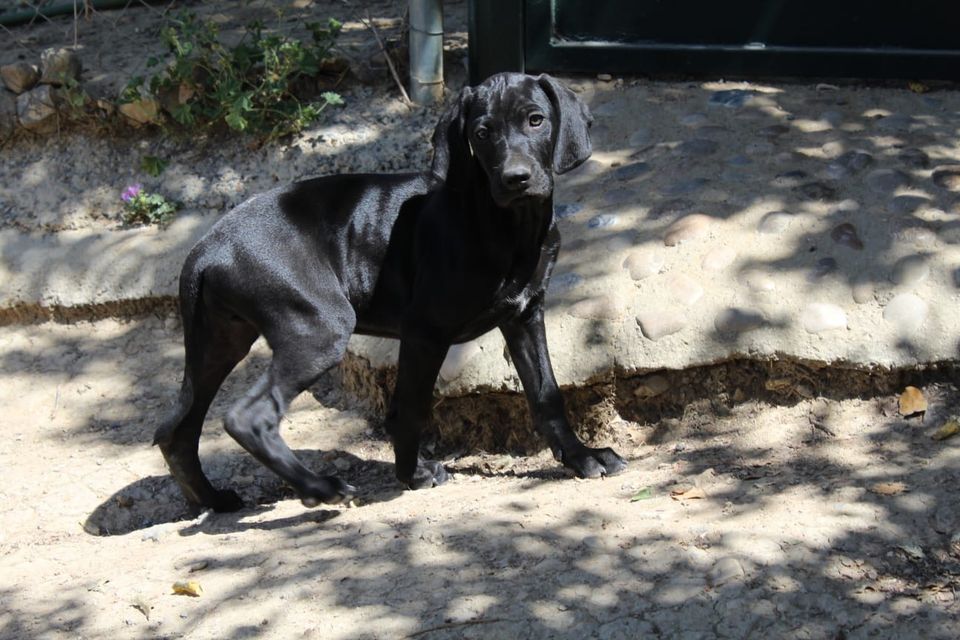 Legolas Weimaraner Mix Welpe reserviert in Grebenstein