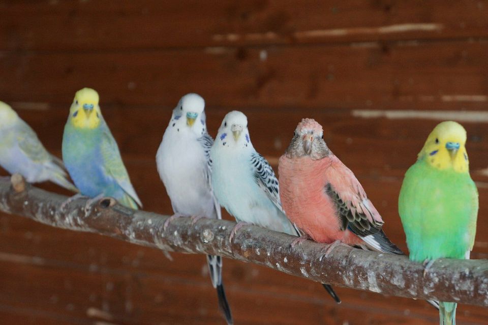 Junge und Zuchtreife Wellensittiche, Rainbow, TCB in Schweich