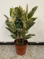 Gummibaum Ficus elastica 'Tineke' 80cm Nordrhein-Westfalen - Simmerath Vorschau