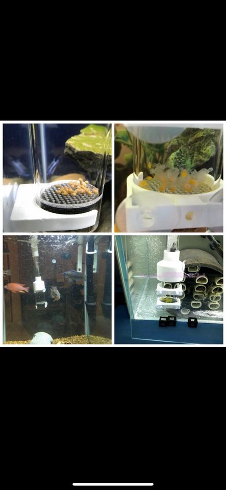Aquarium Fisch Ei Inkubator in München
