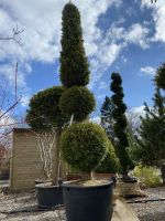 Thuja Smaragd formgehölz Bonsai Nordrhein-Westfalen - Simmerath Vorschau