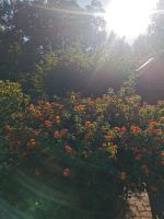 Blume, Baum Latana Wandelröschen Herzogtum Lauenburg - Hamfelde, Kr Hzgt Lauenburg Vorschau