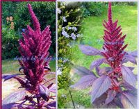 ♥ Giant Purple hoher Amaranth Samen Sichtschutz Ur Gemüse Rarität Eimsbüttel - Hamburg Schnelsen Vorschau