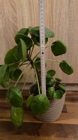 Pilea peperomioides, Glückstaler, Ufopflanze Baden-Württemberg - Walldorf Vorschau