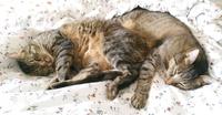 Alfie & Pius, 8 J. suchen ein liebevolles Zuhause mit Freigang! Hamburg - Harburg Vorschau