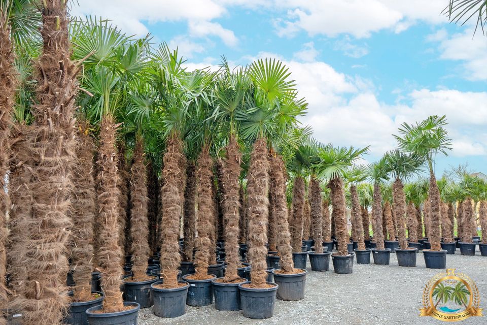 Trachycarpus Fortunei 130cm große Hanfpalme mit Pflanzenpass in Parkstein