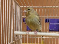 Junger Kanarien Vogel günstig zu verkaufen Nordrhein-Westfalen - Witten Vorschau