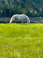 Pony sucht Reiter Niedersachsen - Buchholz in der Nordheide Vorschau