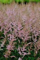 Astilbe glaberrima `Henny Graafland` Prachspiere P9 ab 2,80€ Bayern - Bayreuth Vorschau