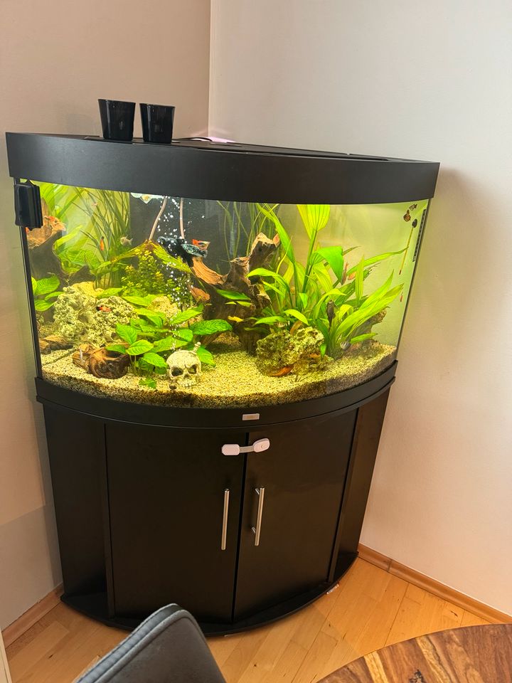 Juwel Trigon 190 Liter Aquarium in Haan