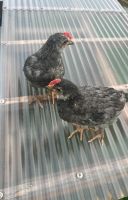 2 Olivleger Küken Hühner Nordrhein-Westfalen - Minden Vorschau