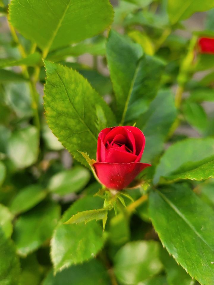 Zepeti Rosen für nur 12,99€ (Eigenproduktion) in Bad Zwischenahn