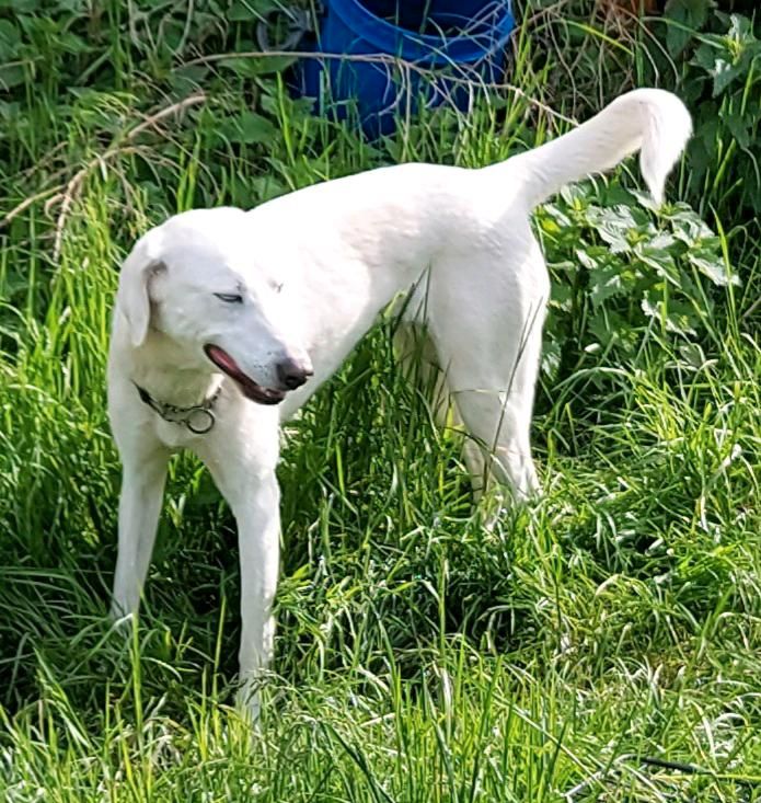 Nala - weiße Hündin Mischling sucht aktive Menschen in Hausen bei Würzburg