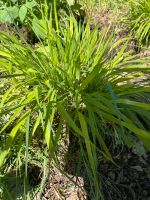 Jap. Waldgras / Rasenschmiele / Wasserminze / Walnußbaum Hessen - Rabenau Vorschau