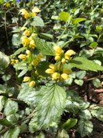 2x Goldnessel Heilpflanze Wildgemüse bio gelb Bodendecker Peine Niedersachsen - Peine Vorschau